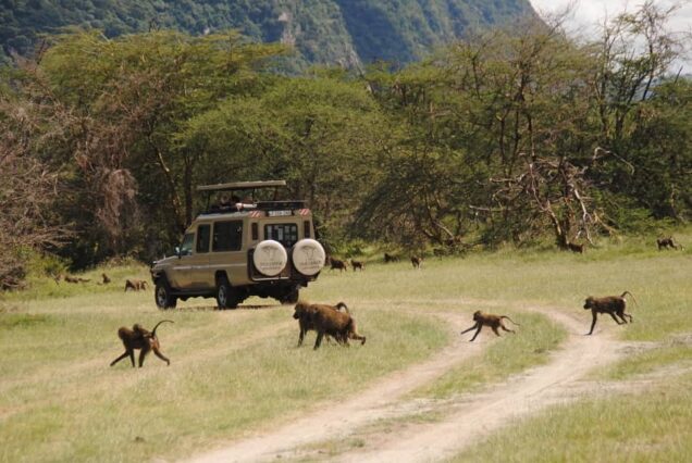 10 Day Ultimate Tanzania Experience - Image 6