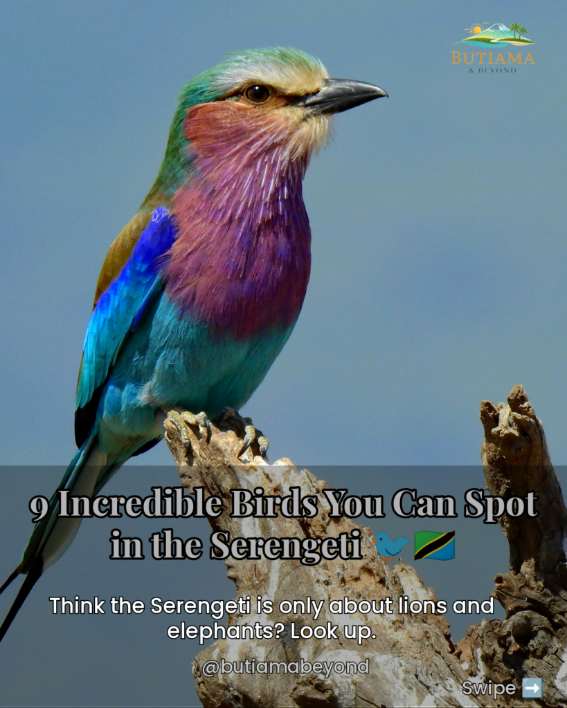 A picture of a colorful bird called the Lilac-Breasted Roller with the title 9 Incredible Birds You Can Spot in the Serengeti.